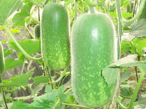 52每日大瓜视频 吃瓜视频大全高清,揭秘热门吃瓜视频，高清盛宴等你来享